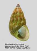 Phasianotrochus rutilus